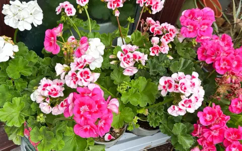 Kwitnące pelargonie w odcieniach bieli, różu i fuksji. Dowiedz się, jak pobudzić pelargonie do kwitnienia, by cieszyć się ich pięknem.