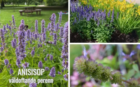 En vacker samplantering med anisisop och gula blommor. Bin besöker de lila blommorna.