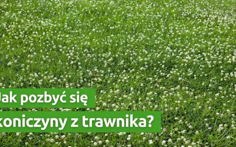Czerwona koniczyna w trawniku: intruz czy sojusznik? Zwalczanie i prewencja