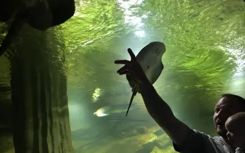 Ojciec z dzieckiem w restauracji oceanarium Międzyzdroje podziwiają płaszczkę.
