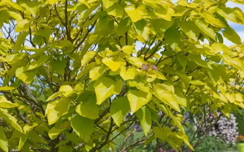 Feuillage doré d'un catalpa, ses feuilles lumineuses captent la lumière du soleil. La taille de cet arbre est idéale pour un jardin.