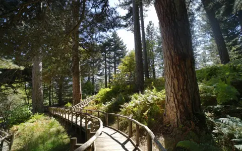 Sentiero in legno tra pini secolari e felci rigogliose, un invito alla scoperta della Sila Catanzaro.