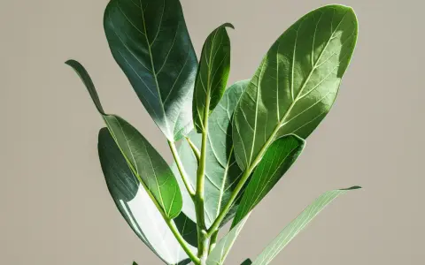 En närbild på en Ficus binnendijkii med sina stora, gröna blad som fångar solljuset.