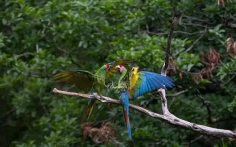 Sótano del Barro: Último refugio de guacamayas verdes en Querétaro