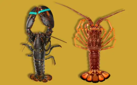 Un bogavante oscuro con pinzas y un lubrigante anaranjado, mostrando la diferencia entre ambos crustáceos.