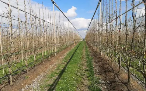 Rząd młodych drzewek owocowych w sadzie. Optymalna mospilan temperatura stosowania zależy od fazy rozwoju roślin.