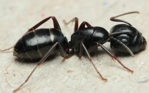Dwie czarne mrówki zbliżają się do siebie. Jedna z nich, z wyraźnie zaznaczonymi segmentami na odwłoku, może być naturalnym wrogiem mrówek.