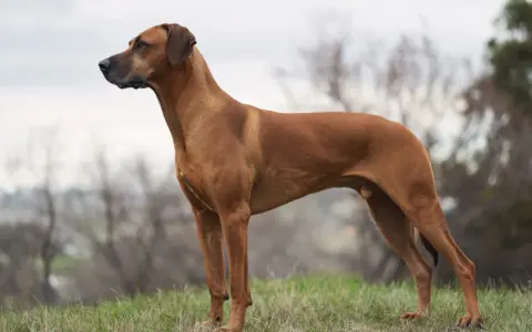 En ståtlig rhodesian ridgeback står i profil på ett gräsbevuxet fält. Hunden ser ut att vara redo för en ny chans, kanske en omplacering.