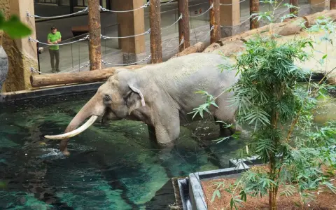 Orientarium ZOO Łódź: Cennik, godziny, rekiny i słonie