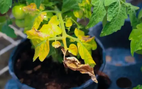 Feuilles de tomate jaunies et sèches, signe qu'il faut agir pour savoir que faire quand les feuilles jaunissent.