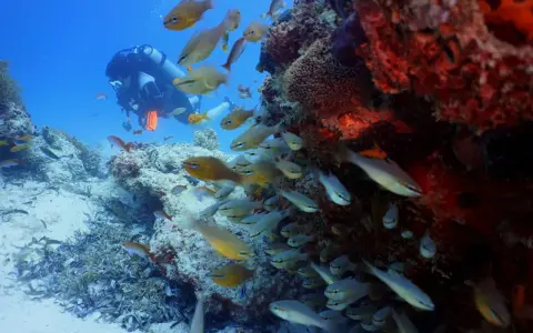 Nurkowie odkrywają tętniącą życiem zanzibar rafa koralowa, otoczeni ławicami małych, srebrzystych ryb.