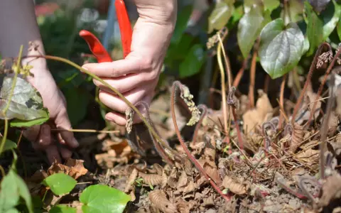 Hände mit roter Gartenschere schneiden spargelkraut ab.
