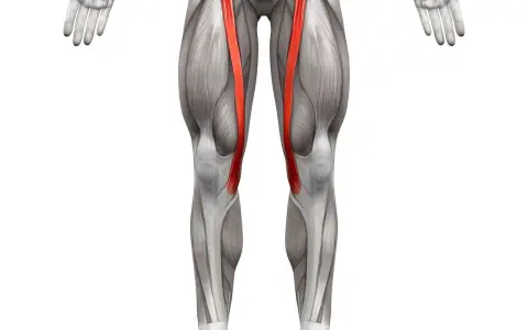 Anatomical illustration of the human leg, highlighting the sartorius muscle (mięsień krawiecki) in red.
