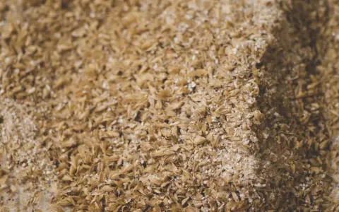 Nahaufnahme von Getreide, das für das Schnaps Maische ansetzen vorbereitet wird. Die Körner sind leicht feucht und bilden eine Textur.