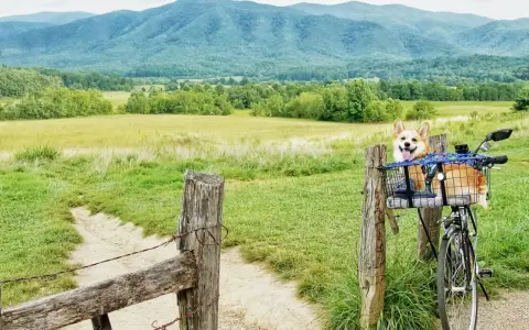 Szczęśliwy corgi w koszyku na rowerze, gotowy na przygodę po malowniczych trasach rowerowych z widokiem na góry.