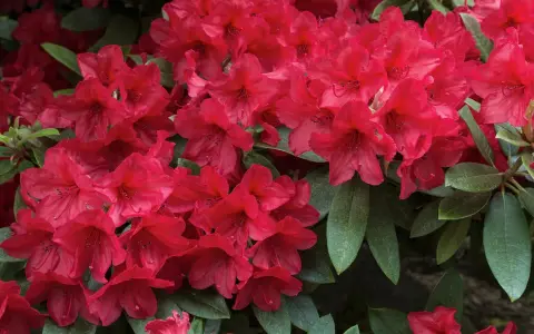 Ein dichter Busch mit leuchtend roten Rhododendron-Blüten und dunkelgrünen Blättern. Perfekt für den Garten.