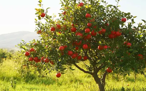 Un arbre de grenadier porte de nombreux fruits rouges mûrs, offrant une belle exposition dans un verger ensoleillé.