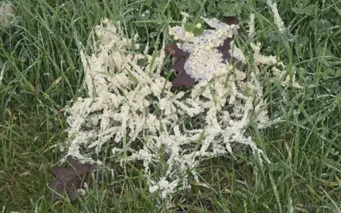 A patch of white, frothy dollar spot mycelium grows on wet green grass, with a dark leaf peeking through.