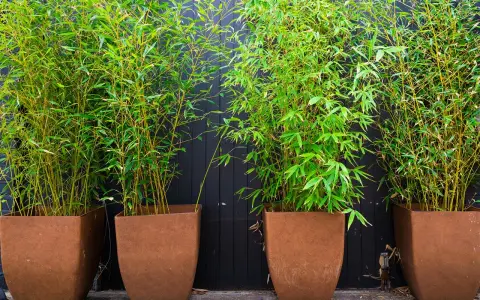 Quatre grands bambous en pot, aux tiges jaunes et feuillage vert vif, créent un mur végétal devant un fond en bois sombre.