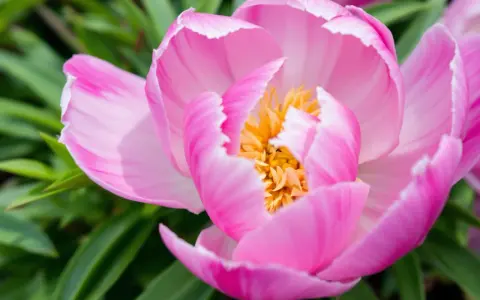 Gros plan d'un magnifique pied de pivoine rose aux pétales délicats et au cœur jaune vif, entouré de feuilles vertes.
