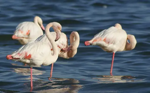 Kilka różowych ptaków, flamingów, stoi w wodzie, niektóre z nich odpoczywają na jednej nodze.