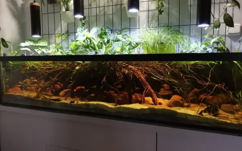 Jakie oświetlenie do akwarium 112l zapewni zdrowe rośliny?