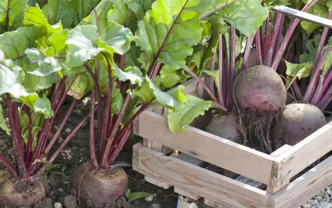 Frisch geerntete rote Bete mit grünen Blättern und roten Stielen liegen in einer Holzkiste. Die Erntezeit für rote Bete ist gekommen.