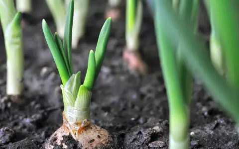 Young winter onions sprout from the soil, their green shoots reaching for the sky.