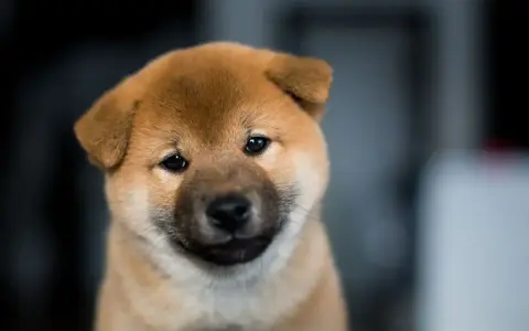 Uroczy szczeniak rasy Shiba Inu, pies wyglądający jak niedźwiedź, z zaciekawieniem spogląda w obiektyw.