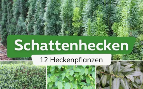 Schattige Ecken im Garten? Hier sind 12 Ideen zum hecke pflanzen für schattige Standorte.