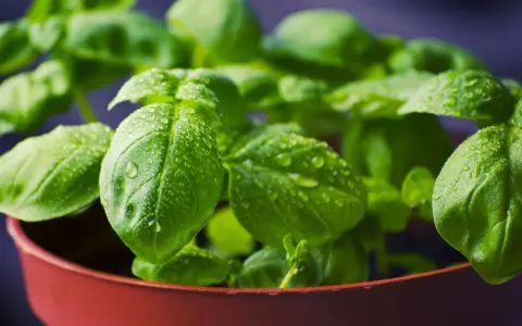 Plantas aromáticas en maceta, con hojas verdes y gotas de agua, listas para un jardín fresco.