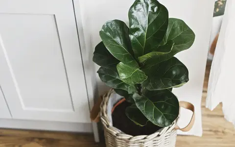 Planta de interior ficus lyrata en maceta de mimbre, ideal para decorar tu hogar. Cuidados sencillos para un verde exuberante.