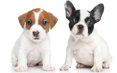 Dwa urocze szczenięta, jeden Jack Russell Terrier, drugi buldożek francuski, siedzą obok siebie. Czy to suczka czy pies? Trudno powiedzieć, ale oba są słodkie!