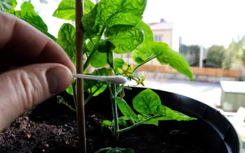 Handen pollinerar en liten chiliplanta med en tops. Försiktig handpåläggning för att lyckas med chili odla.