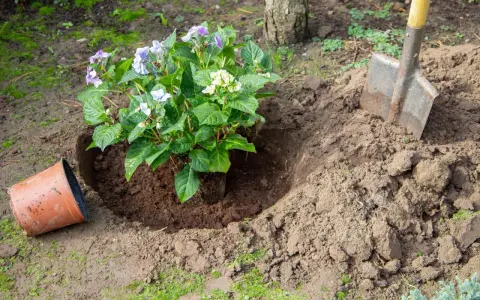 Kiedy sezon na hortensje? Poznaj najlepsze terminy sadzenia