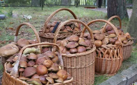 Pełny kosz i relaks: Gdzie na grzyby z noclegiem w Polsce?