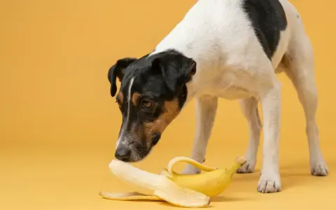 Un chien curieux renifle une banane sur fond jaune.
