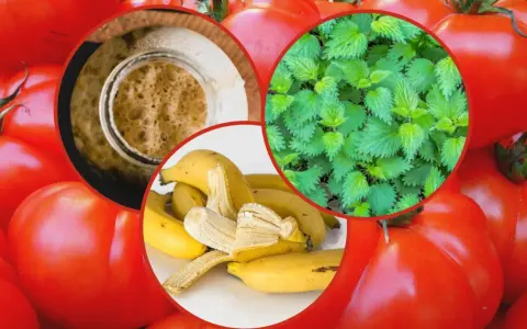 Domowe sposoby nawożenia pomidorów: pokrzywa, skórki bananów i drożdże. Zdrowe pomidory z naturalnych składników.