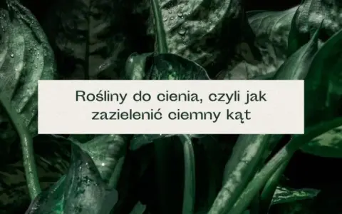 Rośliny do cienia: Zazieleń ciemne kąty! Porady Agnieszki K.