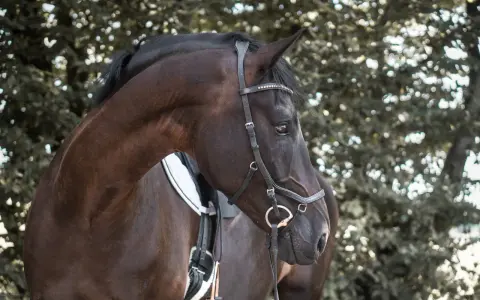 Dunkles Pferd mit einer eleganten Hackamore Trense, das Fell glänzt im Licht.