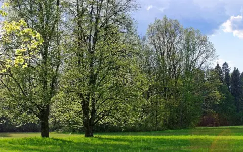 Zielona łąka i drzewa w rozkwicie. Idealne miejsce na weekendowe atrakcje w Supraślu, gdy pogoda dopisuje.