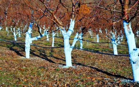 Verger d'arbres aux troncs blanchis à la bouillie bordelaise. Le dosage est crucial pour protéger les arbres.