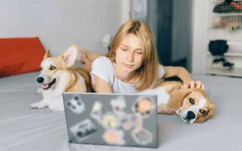 Ragazza con due cani sul letto, uno corgi e un beagle, che guarda un laptop. Un esempio di come lavorare con gli animali in modo sereno.