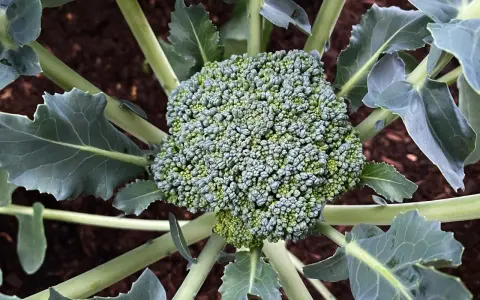 Un broccolo fresco e verde, pronto per essere raccolto, con foglie rigogliose che circondano il suo pugno compatto. Un momento perfetto per capire quando si piantano i broccoli.