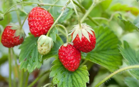 Fraises rouges mûres sur des tiges vertes. Le moment idéal pour planter fraisier est proche.