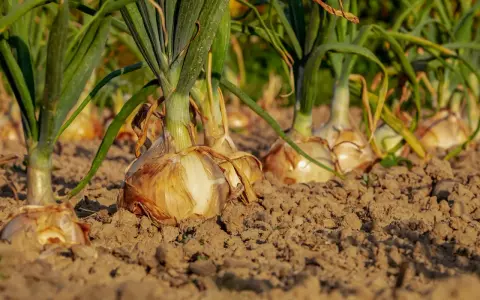 Rangée d'oignons à planter dans la terre, prêts à pousser.