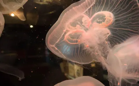Medusa quadrata, trasparente e rosata, fluttua nell'oscurità, con tentacoli delicati e un corpo iridescente.