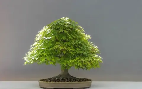 Bonsai: Jak prawidłowo przycinać? Opanuj sztukę i uniknij błędów
