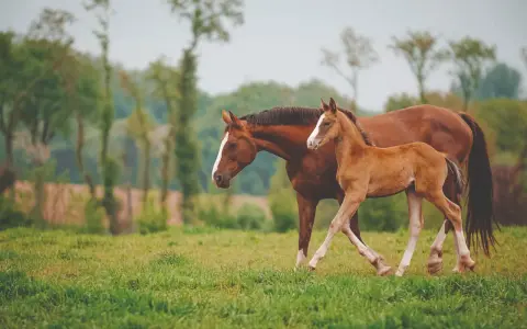 Une jument et son poulain se promènent dans un pré verdoyant, un tableau paisible qui pourrait se dérouler dans un centre d'insémination.