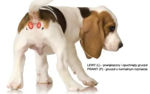 Czyste gruczoły u psa: Poradnik, jak pomóc pupilowi w domu?